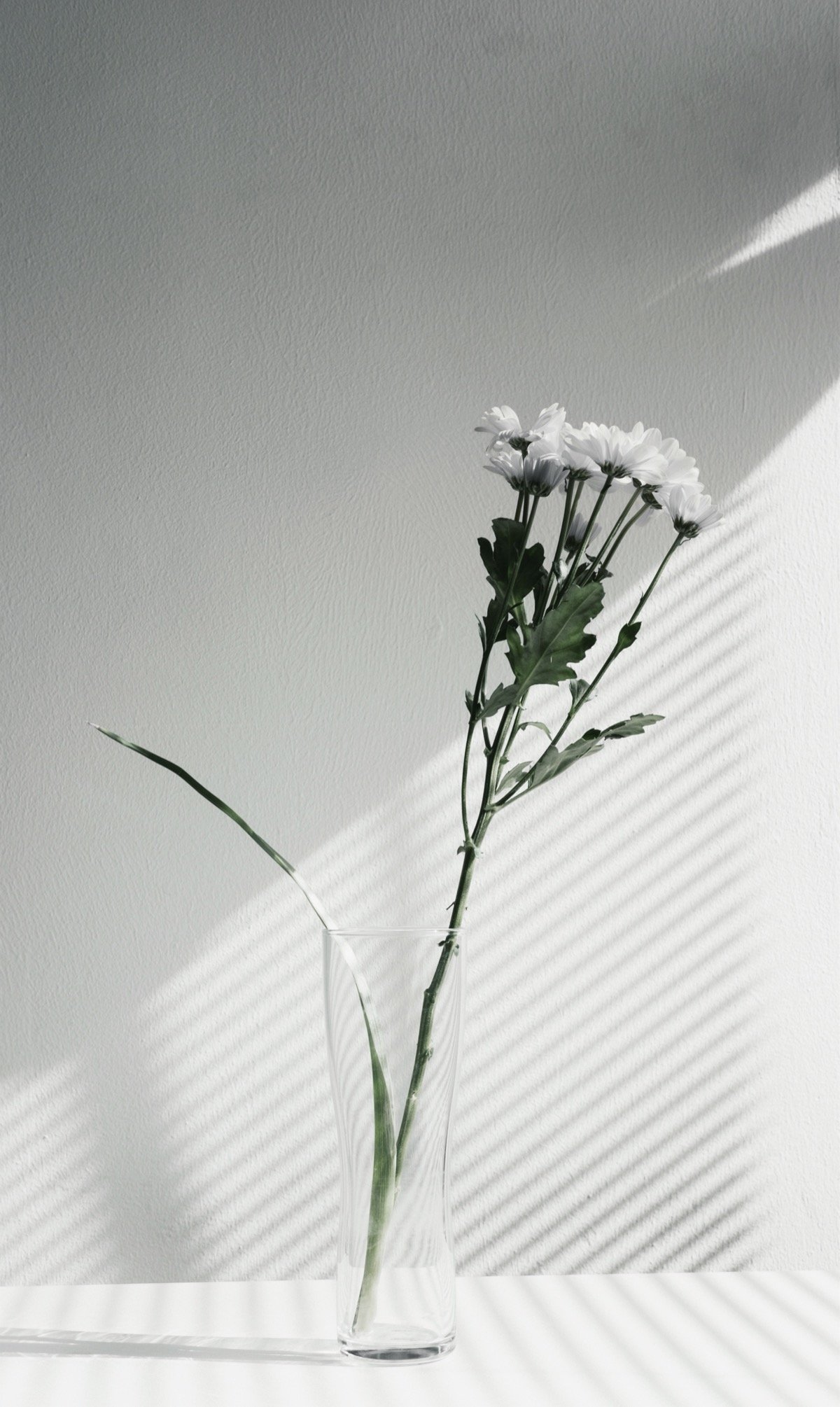 Vase en verre transparent avec une branche de fleurs blanches, posé près d'un mur éclairé